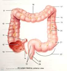 biol 2311l large intestine anterior