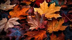 fall leaves wallpaper free 480x360