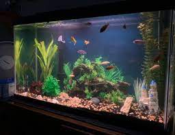 40 gallons fish tanks and aquariums