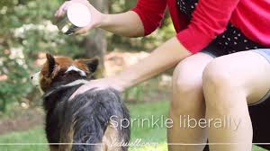 Image result for Homemade recipe is for dry pet shampoo.