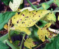 Check spelling or type a new query. Tomato Plant Diseases Better Homes Gardens