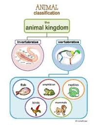 Animal Kingdom Classification Vertebrates Invertebrates