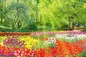 52 000 Flower Garden Pictures