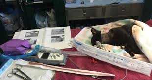 Feeding tubes are good for more than providing food, they can also relieve gas and bloating and reduce nausea and vomiting. Feeding Tube In A Feline Why Being Aggressive Saves You One Of Those 9 Lives Diary Of A Real Life Veterinarian