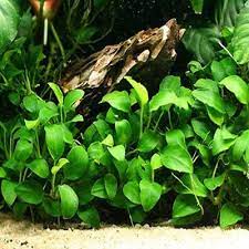anubia nana aquarium carpet seeds