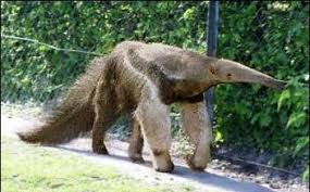 Image result for giant anteater