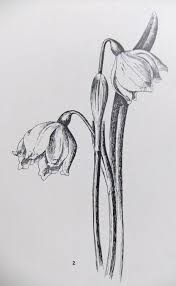 See hand drawn flowers stock video clips. 35 Easy Pencil Drawings Of Flowers For Inspiration Buzz Hippy