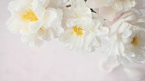 peony flowers wallpaper 4k white