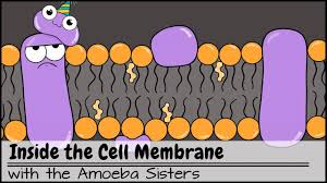Inside The Cell Membrane