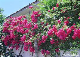 As roseiras bravas, as arbustivas, as trepadeiras, . Rosa Trepadeira Flores E Folhagens