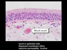 Histology Trachea Basement Membrane
