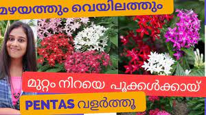 Pentas Plant Malayalam