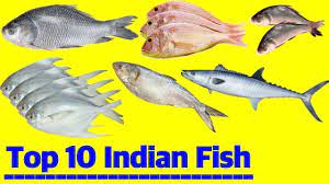 hindi urdu 10 healthiest indian fish