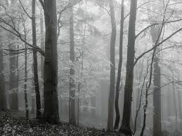 Forest Wallpaper Black And White