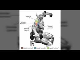 Best Shoulder Workout Chart Muscle Building Youtube
