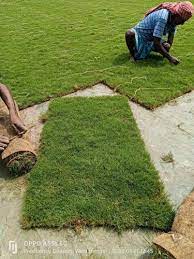 natural selection 1 lawn carpet gr