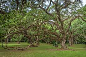 jungle gardens beauty on avery island