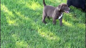 A bulldog mixed puppy can fetch up to $900, but also cost on the other hand, a bulldog puppy can fetch upwards of $1,500, with some individuals priced at $4,000 each. Lab American Bulldog Mix Puppies For Sale Youtube