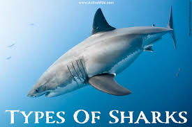 types of sharks shark species list