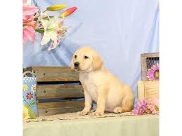 Offering the highest quality puppies to the las vegas area. Labrador Retriever Female Puppy Id Petland Of Las Vegas Facebook