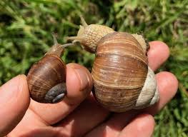 roman snails are amongst us ecology