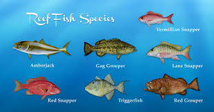 Gulf Of Mexico Reef Fish Species