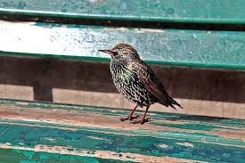 what do starlings eat starling t