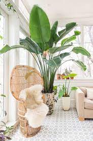 Indoor Plants A Complete Guide On The