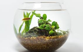 How To Setup A Planted Fish Bowl