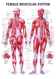 Learn all of them now at getbodysmart! The Female Muscular System Laminated Anatomy Chart