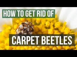 how to get rid of carpet beetles 4