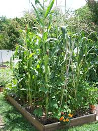 corn plants square foot gardening