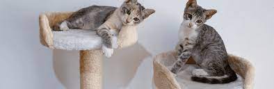 Comment choisir un arbre à chat ? - Le blog de La Ferme des Animaux