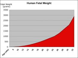 Fetal Development Embryology