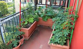 Ideas For Home Vegetable Gardening