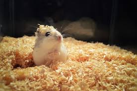 can hamsters use pine bedding