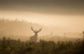 deer hunting background images browse
