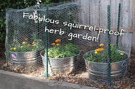 herb garden to keep squirrels out