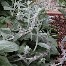 stachys byzantina silver carpet