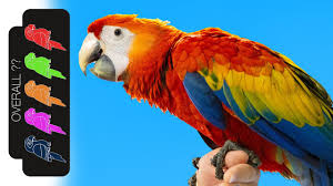scarlet macaw the best pet parrot