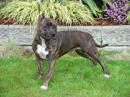 The american kennel club recognizes many brindle coat color variations in the american staffordshire terrier. American Staffordshire Terrier Info Temperament Puppies Pictures