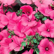 Listen to hot pink on spotify. Lavatera Twins Seeds Hot Pink Mckenzie Seeds