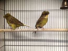 canary care sheet birdsville bird