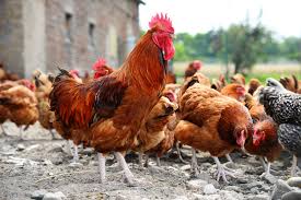 養雞場裏的公雞與母雞46300_動物合集_動物類_圖庫壁紙_68Design