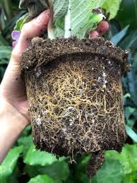 Houseplant Soil Mites