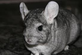 diy chinchilla cage plans you can build