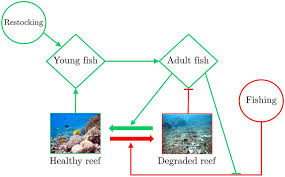 Flow Chart Of Human Reef Processes Influencing A Coral