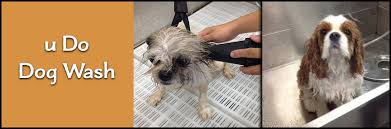 Stay in touch with your doctor. U Do Dog Wash Is A Diy Dog Wash In Waco Tx
