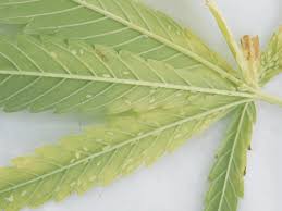 Hello i have a summer red maple that has curled up ends and blackish brown spot on the leaves, what is it and how do i control it. 10 Tips To Identify Cannabis Pests Cannabis Business Times