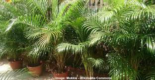 15 Indoor Palm Plants Types And Care